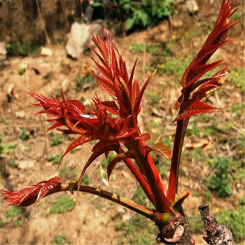 本溪供應(yīng)紅油香椿苗苗木基地