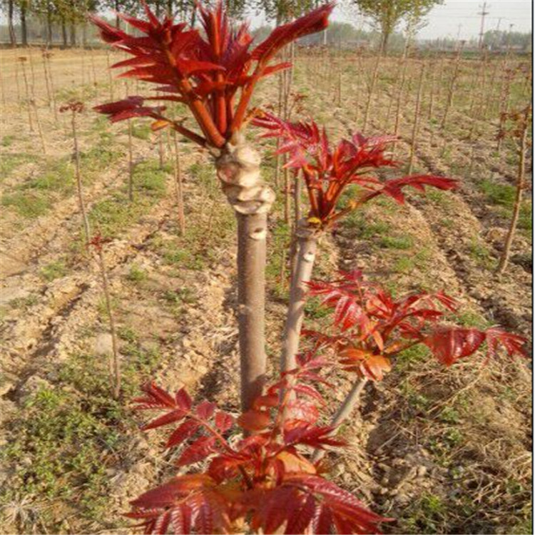 德州供應(yīng)紅油香椿苗介紹