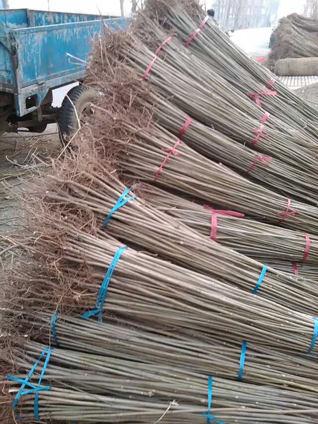 安慶供應(yīng)香椿樹農(nóng)科院培育基地