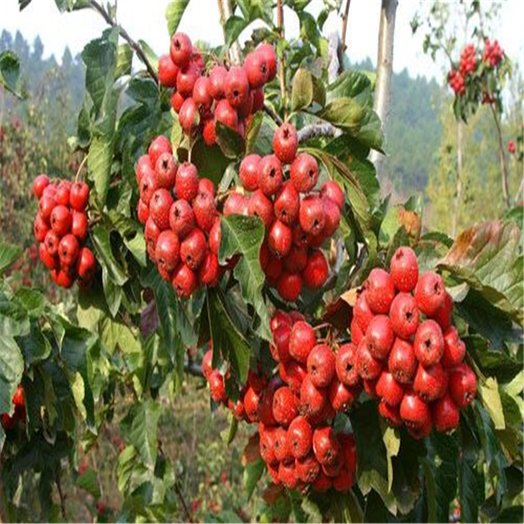 揭陽供應(yīng)嫁接山楂苗什么品種