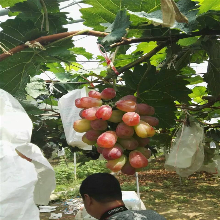 葫芦岛供应黑色甜菜葡萄苗相关信息