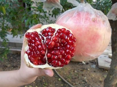 伊春供应牡丹花石榴苗苗木基地