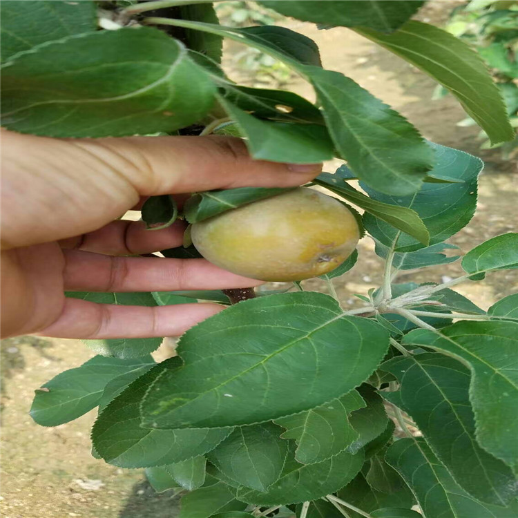廊坊供應(yīng)煙富6號(hào)蘋(píng)果苗農(nóng)科院培育基地