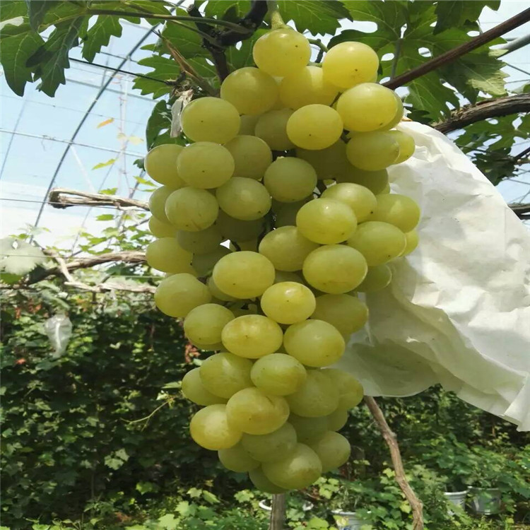 延邊供應(yīng)黑色甜菜葡萄苗