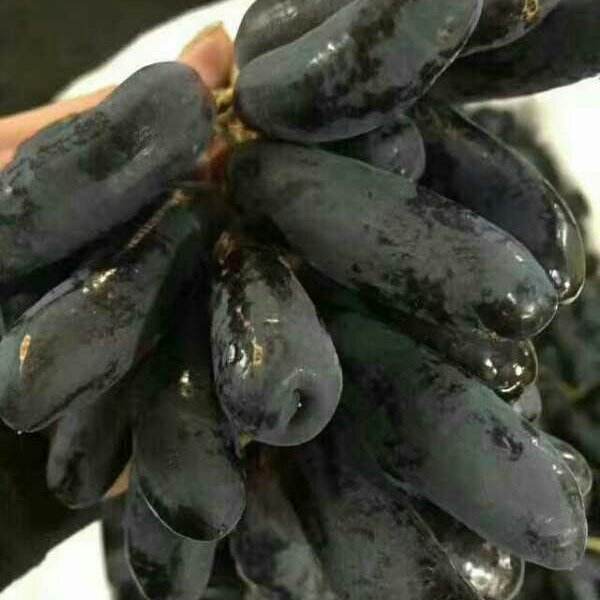 延邊供應(yīng)黑色甜菜葡萄苗