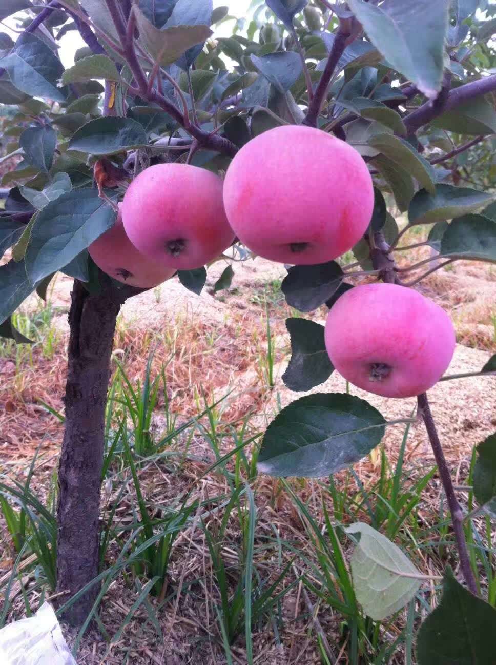 南通供應(yīng)魯麗蘋果苗種植技術(shù)