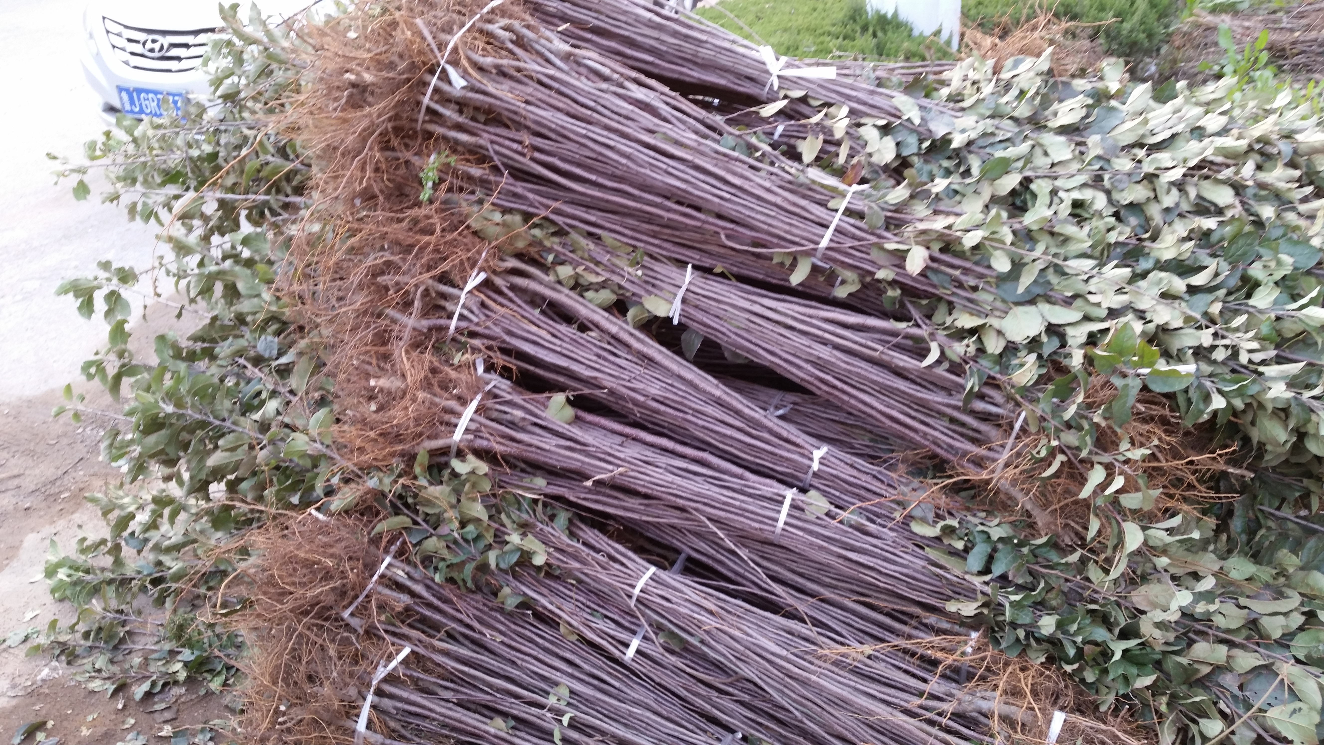 南通供應(yīng)魯麗蘋果苗種植技術(shù)