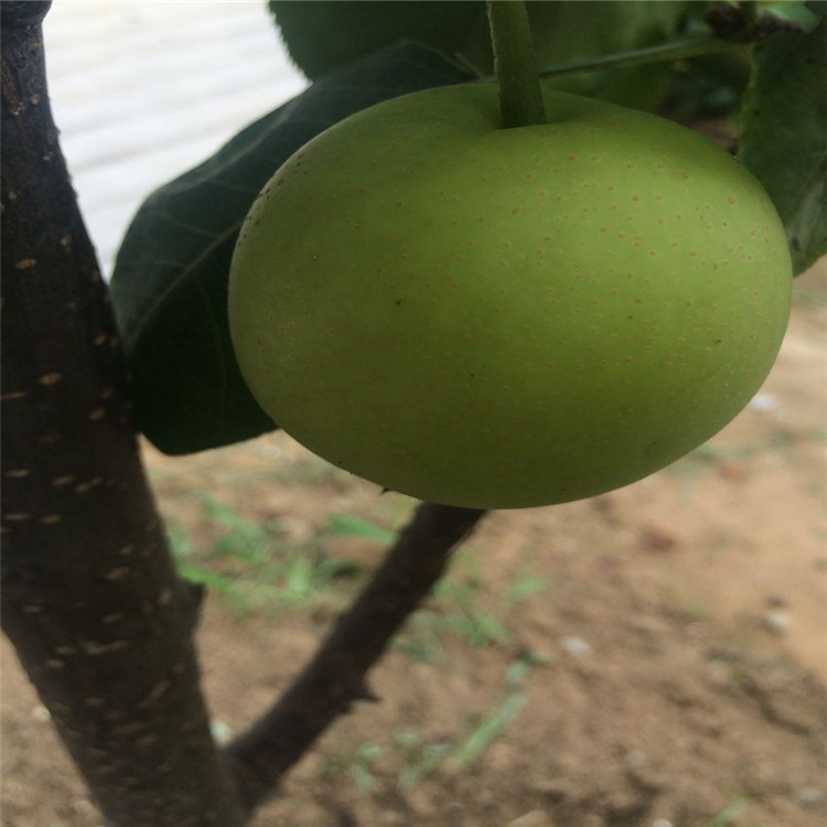 泰州供應(yīng)煙富6號蘋果苗品種介紹