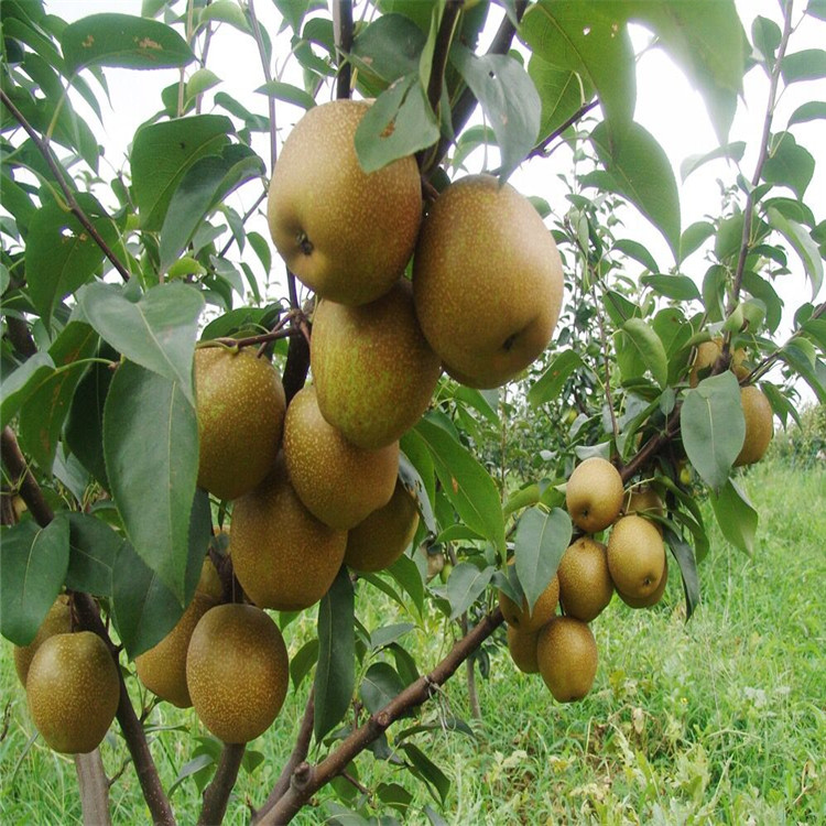 秦皇岛供应当年梨树苗种植基地