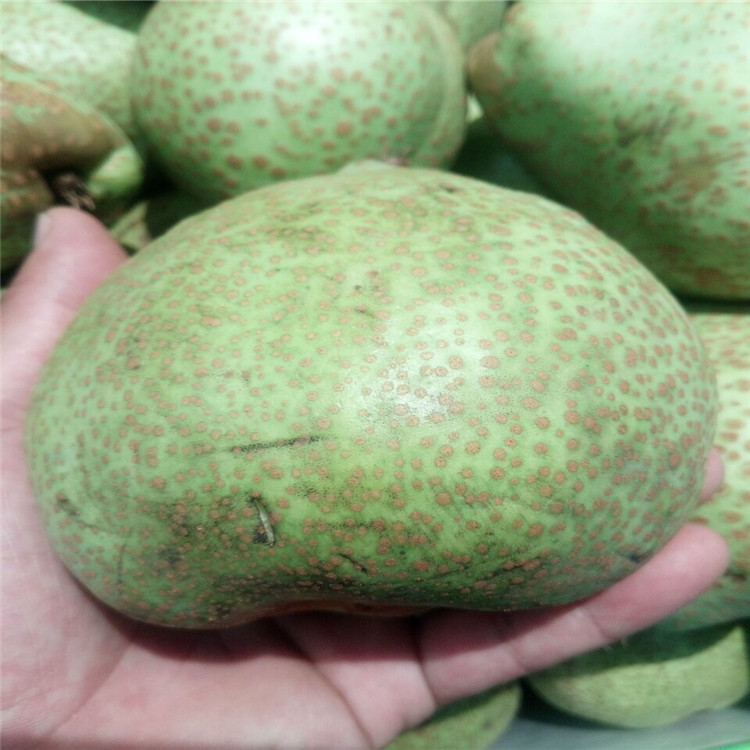 運(yùn)城供應(yīng)紅香酥梨樹苗種植技術(shù)