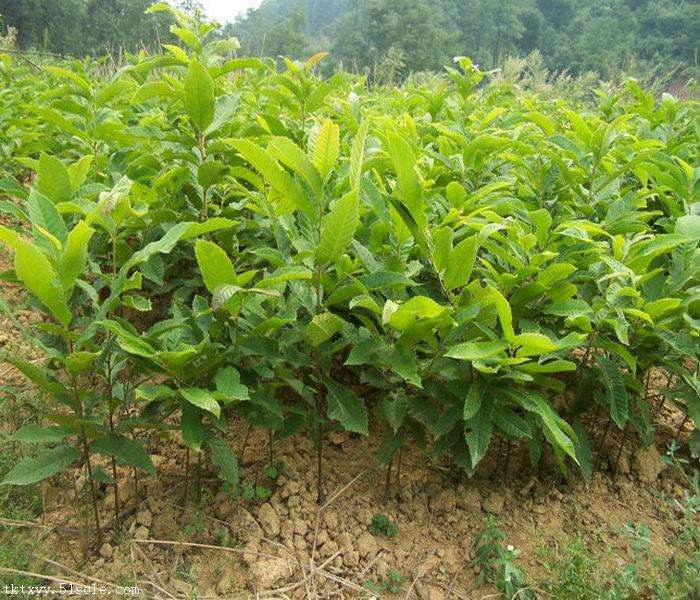 棗莊供應(yīng)2公分板栗苗多少錢一棵
