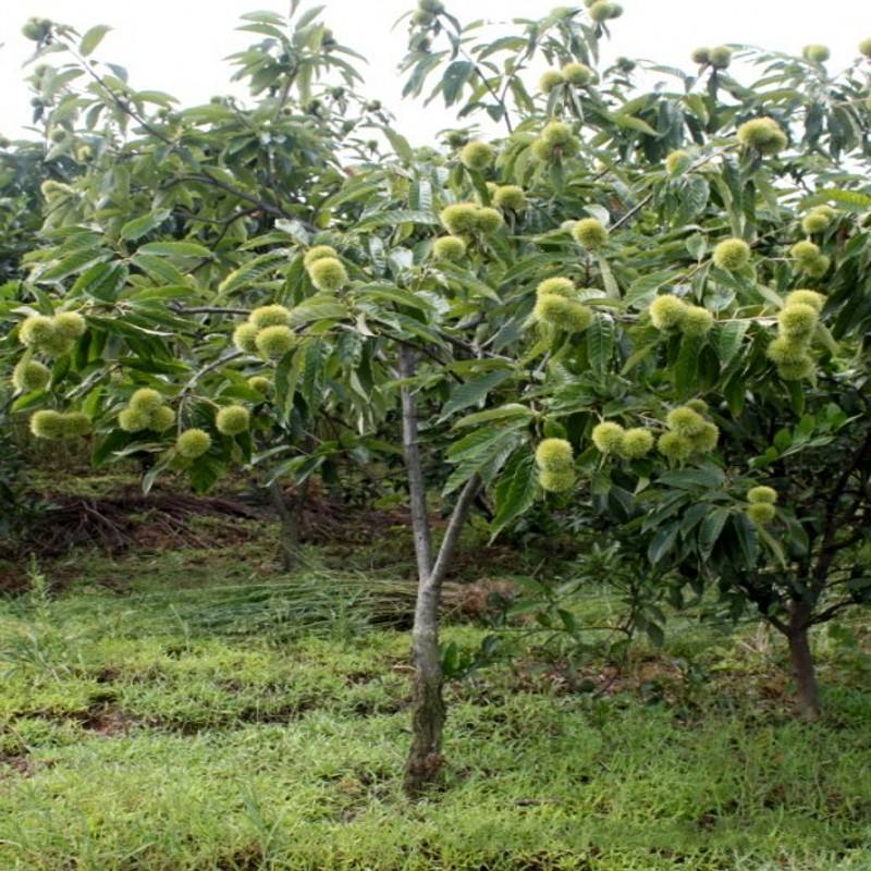 赤峰供應(yīng)華光板栗苗聯(lián)系電話