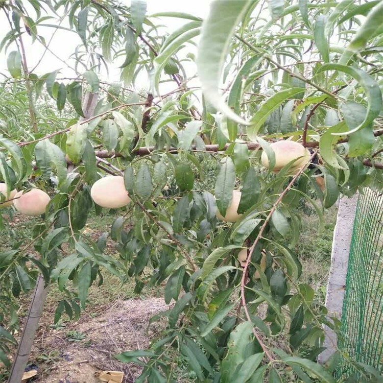 漳州金秋紅農(nóng)科院培育基地（資訊）