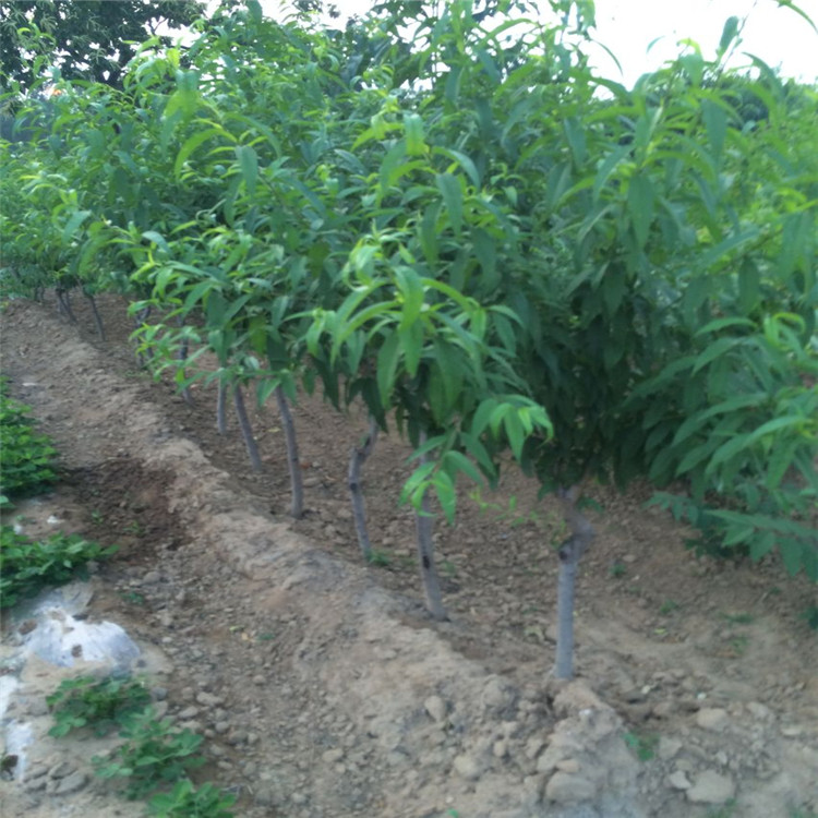 漳州金秋紅農(nóng)科院培育基地（資訊）