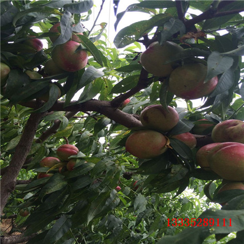 寧波金秋紅一棵樹產(chǎn)多少斤（延邊資訊）