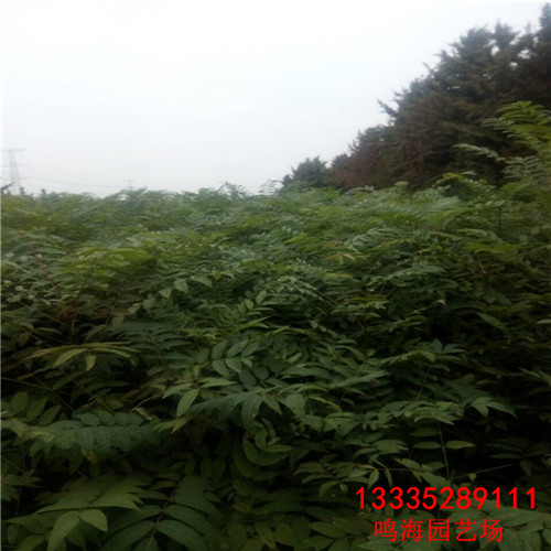 衢州2年香椿苗基地種植（淮南資訊）