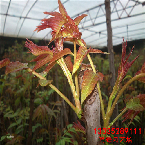 衢州2年香椿苗基地種植（淮南資訊）