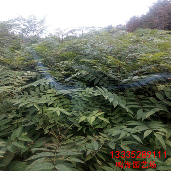 張掖大棚香椿苗栽培技術(shù)（濟(jì)寧資訊）