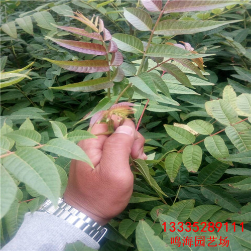 貴陽紅油香椿苗易成活嗎（大慶資訊）