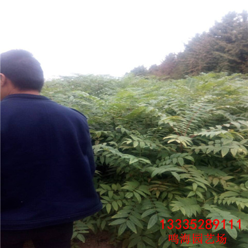 淮北綠香椿苗一棵樹產(chǎn)多少斤（長春資訊）