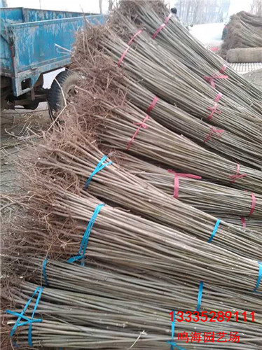 南寧香椿苗畝產(chǎn)量多少（三門峽資訊）