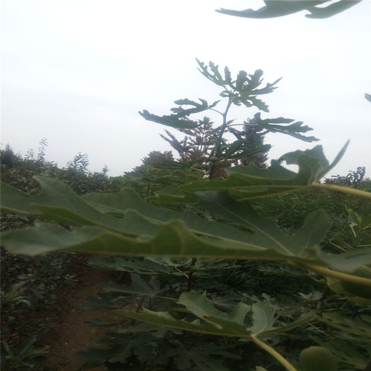 安陽波姬紅無花果苗成活率高（定西新聞）