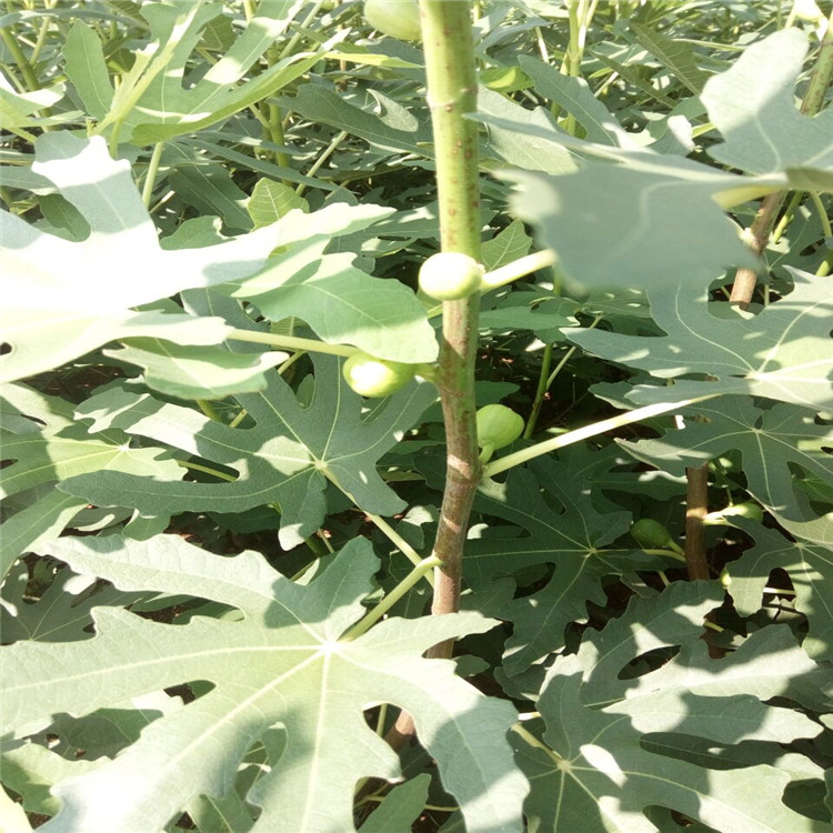 開封美麗亞無花果苗易成活嗎（甘孜新聞）