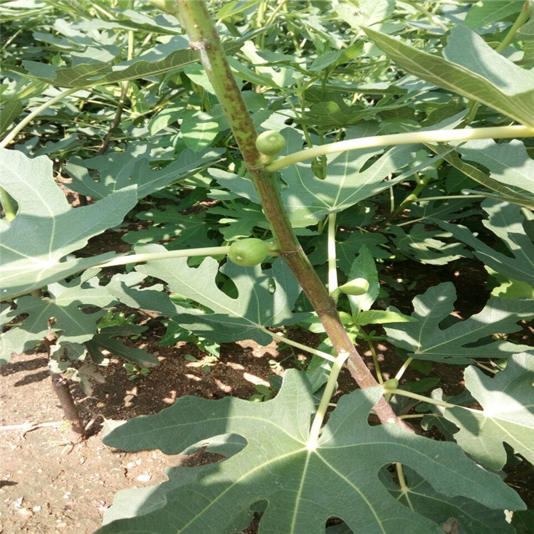 嘉兴当年无花果苗基地种植（上饶新闻）