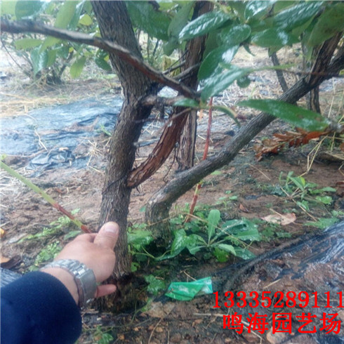 寶雞當年藍莓苗成活率高（伊犁新聞）
