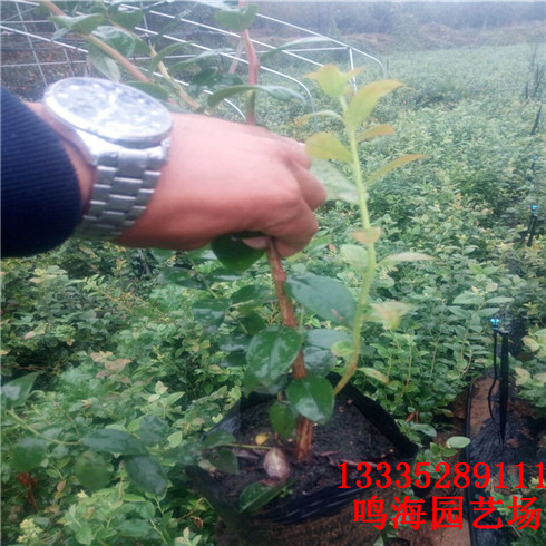 林芝木蘭藍(lán)莓苗一畝地種多少棵（太原新聞）