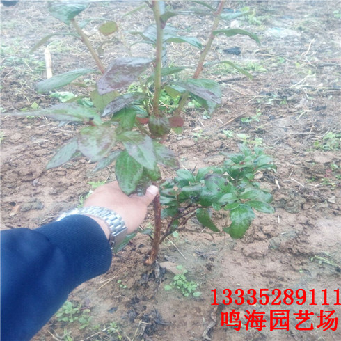 湘西薄雾蓝莓苗基地种植（六安新闻）