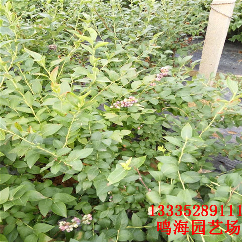林芝木蘭藍(lán)莓苗一畝地種多少棵（太原新聞）
