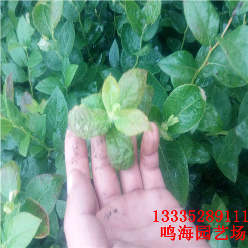 廊坊2年藍(lán)莓苗農(nóng)科院培育基地（南寧新聞）