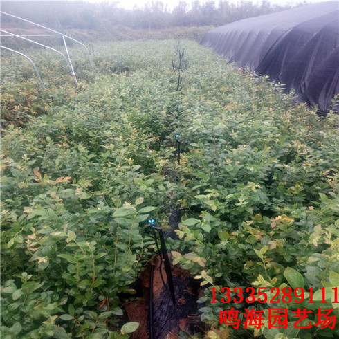 廊坊2年藍(lán)莓苗農(nóng)科院培育基地（南寧新聞）