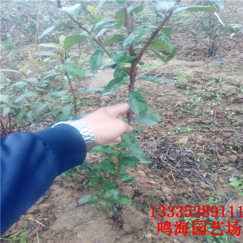 湘西薄雾蓝莓苗基地种植（六安新闻）