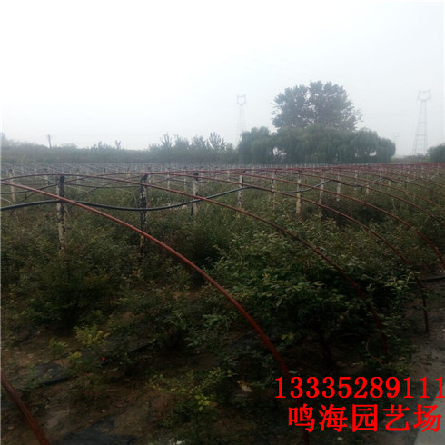 大兴安岭蓝莓苗农科院培育基地（黄石新闻）