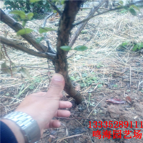 廊坊2年藍(lán)莓苗農(nóng)科院培育基地（南寧新聞）