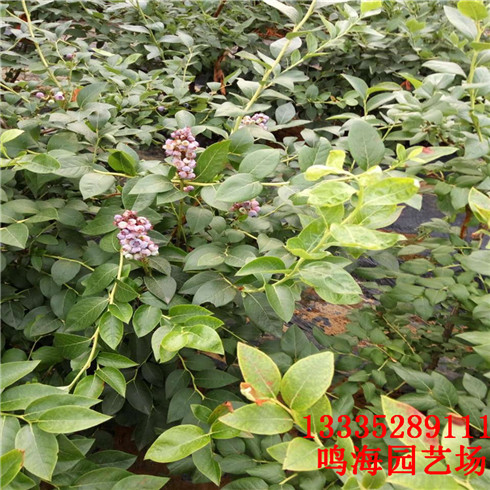 安康藍(lán)莓苗一棵樹產(chǎn)多少斤（朝陽新聞）