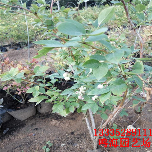 寶雞當年藍莓苗成活率高（伊犁新聞）