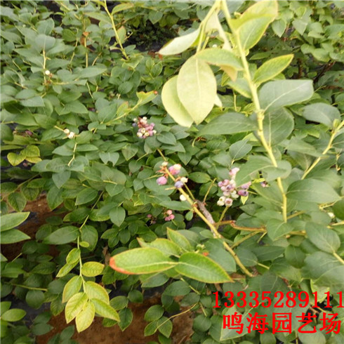 廊坊2年藍(lán)莓苗農(nóng)科院培育基地（南寧新聞）
