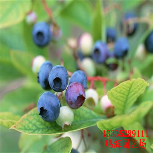 齊齊哈爾軍號(hào)藍(lán)莓苗畝產(chǎn)量多少（邯鄲新聞）