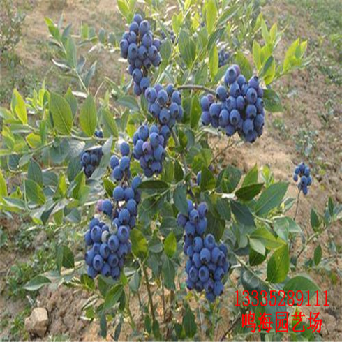 林芝木蘭藍(lán)莓苗一畝地種多少棵（太原新聞）