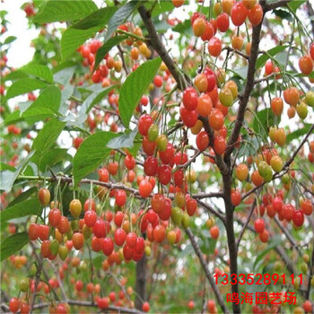六安櫻桃實(shí)生苗栽培技術(shù)（阜陽資訊）