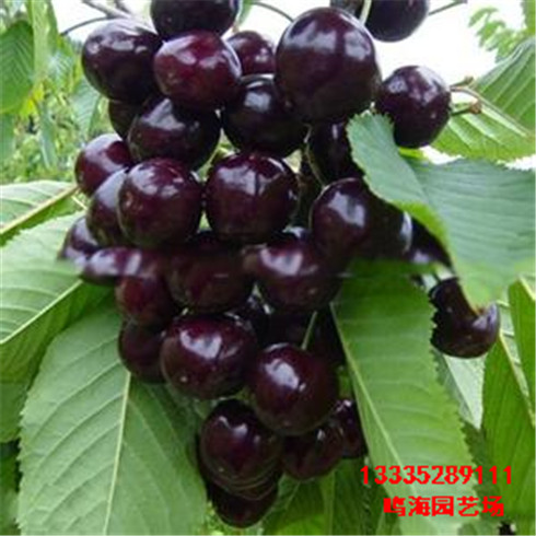 六安櫻桃實(shí)生苗栽培技術(shù)（阜陽(yáng)資訊）