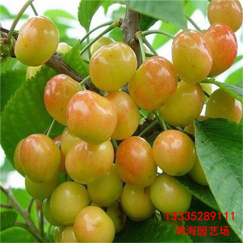 武漢櫻桃樹栽培技術(shù)（青島資訊）