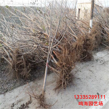 怒江大櫻桃樹基地種植（安慶資訊）