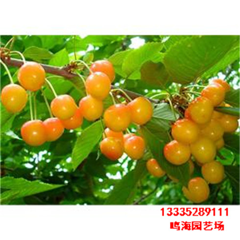 蘇州3公分櫻桃樹一棵樹產(chǎn)多少斤（鐵嶺資訊）