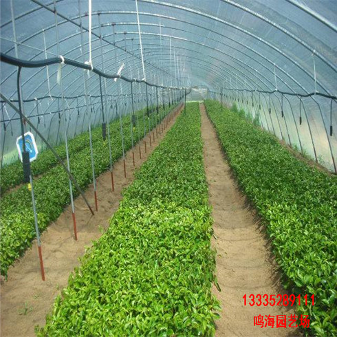 亳州櫻桃樹基地種植