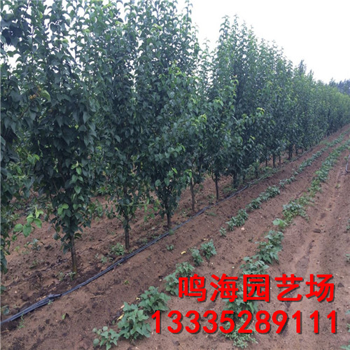 鐵嶺玉露香梨樹苗栽培技術(shù)（臨沂資訊）