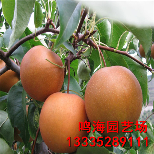 無(wú)錫意大利黑梨樹(shù)苗栽培技術(shù)（濟(jì)寧資訊）